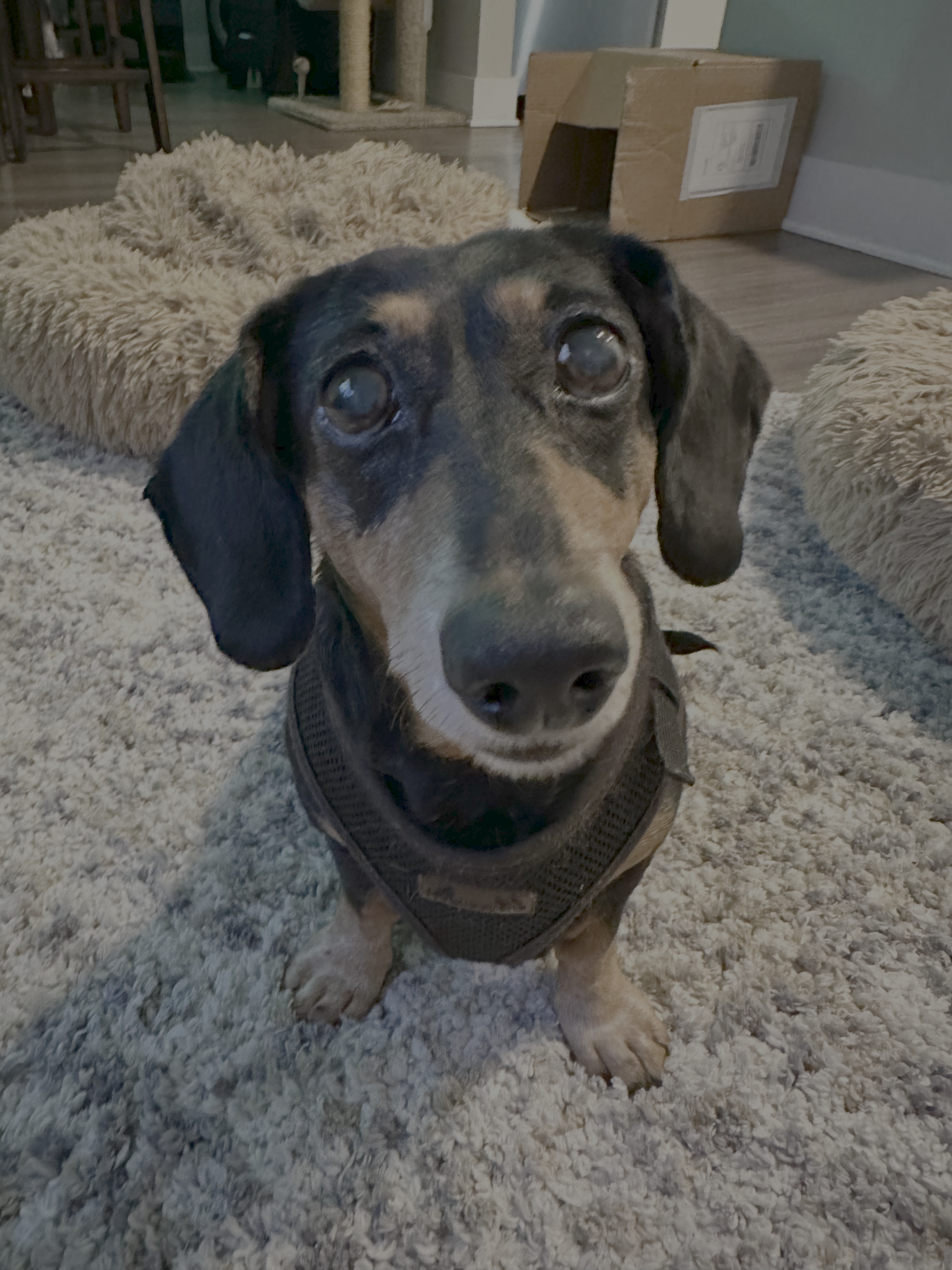Bailey the dachshund relaxing and looking content
